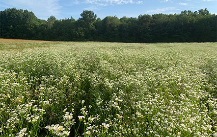 Aster field at Hartville Honey Bee Farm