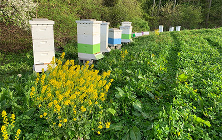 Bee Hives at Hartville Honey Bee Farm
