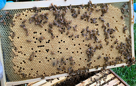 nice brood frame of honey bees at Hartville Honey Bee Farm