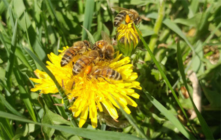 Brookside Farm - Louisville, Ohio