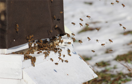 Winter bee hive at Hartville Honey Bee Farm