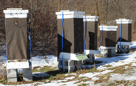 Winter bee hive wraps at Hartville Honey Bee Farm