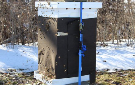 Winter bee hive at Hartville Honey Bee Farm