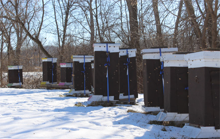 Beautiful winter day at Hartville Honey Bee Farm