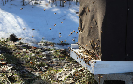 Winter bee hive at Hartville Honey Bee Farm