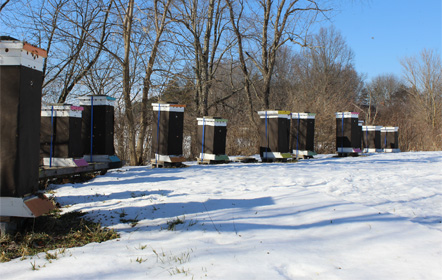 Winter bee hives at Hartville Honey Bee Farm