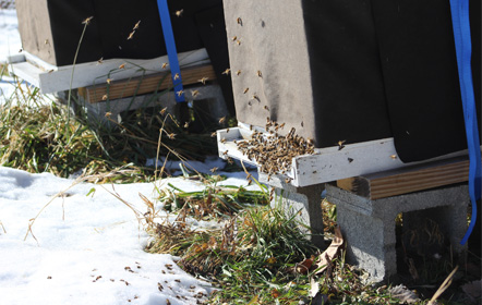 Winter bee hive at Hartville Honey Bee Farm
