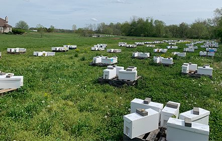 bee hives at Hartville Honey Bee Farm