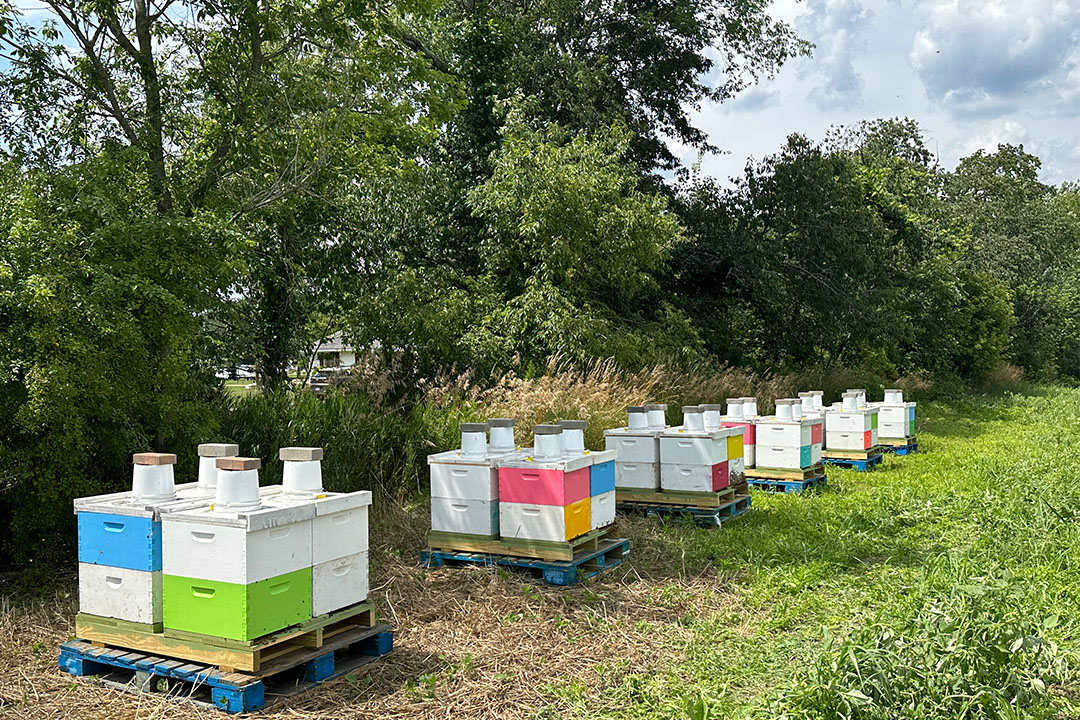 Hartville HoneyBee Pollination Ohio