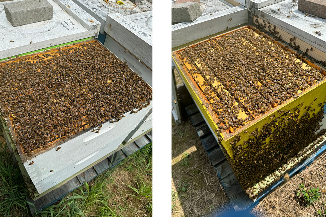 Honeybee Pollination