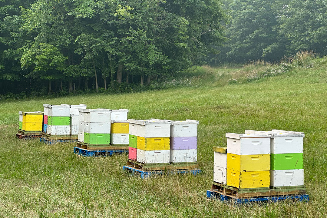 Hartville HoneyBee Pollination Ohio