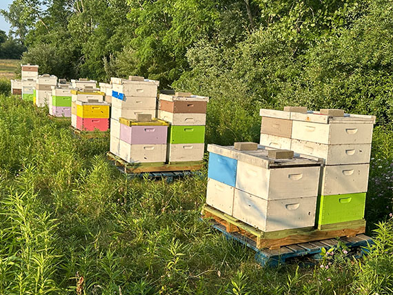 Bee Hive Rental