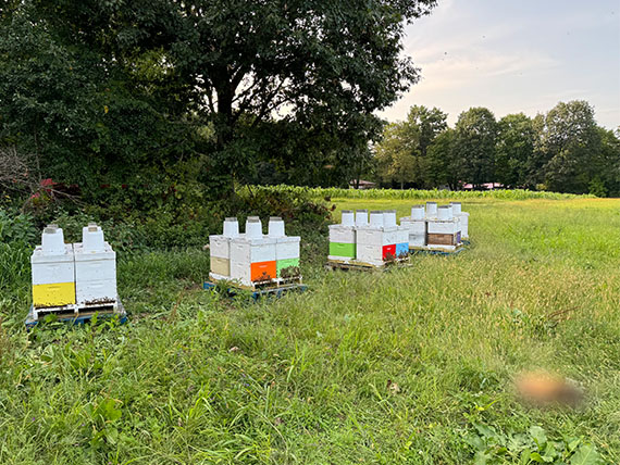 fruit tree pollination