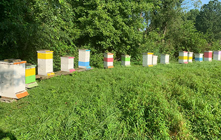 Colored bee hives at Hartville Honey Bee Farm