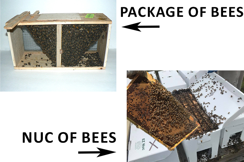 Hartville HoneyBee Packages Ohio