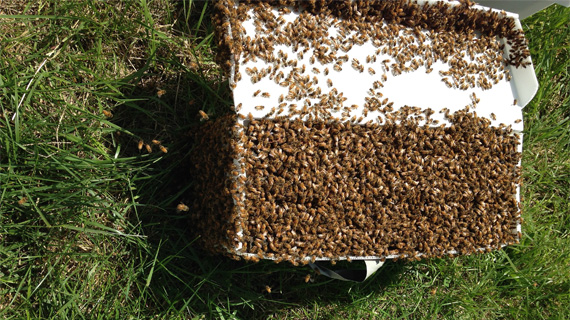 Big honey bee nuc at Hartville Honey Bee Farm