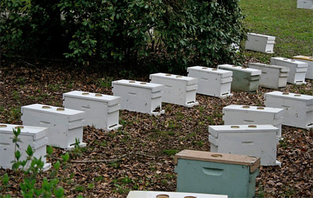 Honey Bee Nucs