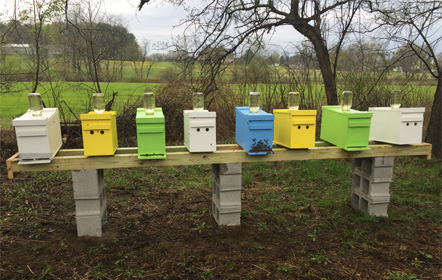 Nucs of Honey Bees at  Hartville Honey Bee Farm