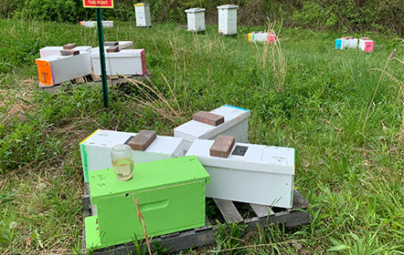 nucs at Hartville Honey Bee Farm