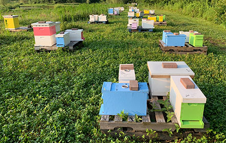 nucs of bees at Hartville Honey Bee Farm