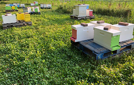 clover around bee hives at Hartville Honey Bee Farm