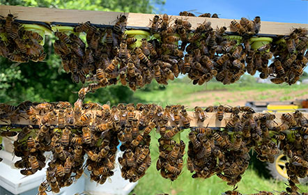 Queen Cells at Hartville Honey Bee Farm