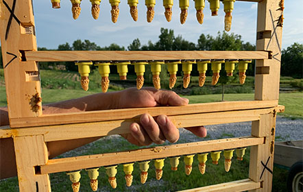 New queen cells at Hartville Honey Bee Farm