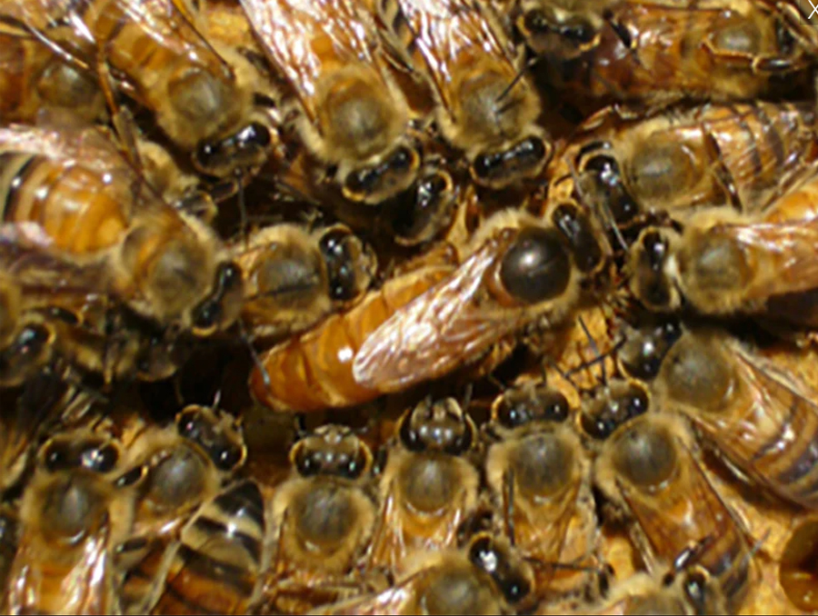 Randy Oliver Queen from Hartville Honey Bee Farm