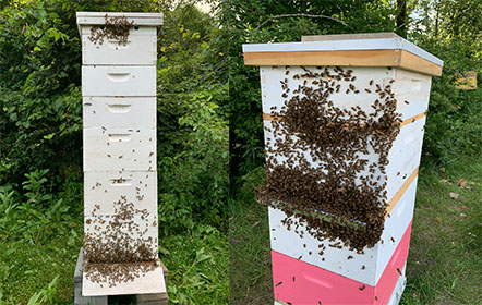 huge bee hive at Hartville Honey Bee Farm