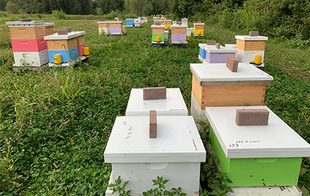 Hartville Honey Bee Farm