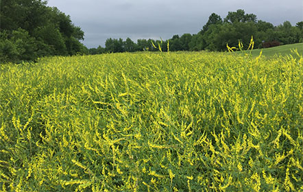 sweet clover field at Hartville Honey Bee Farm