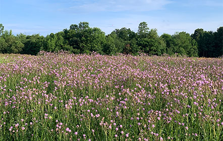 Thissle field at Hartville Honey Bee Farm